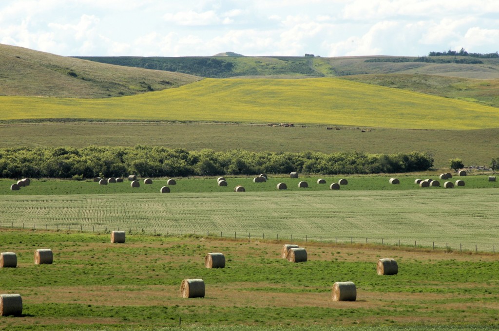 hay bales, grain and canola