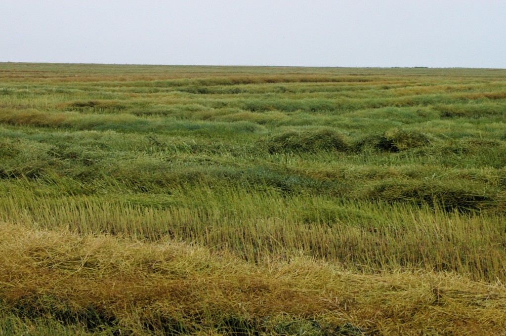 swathed canola