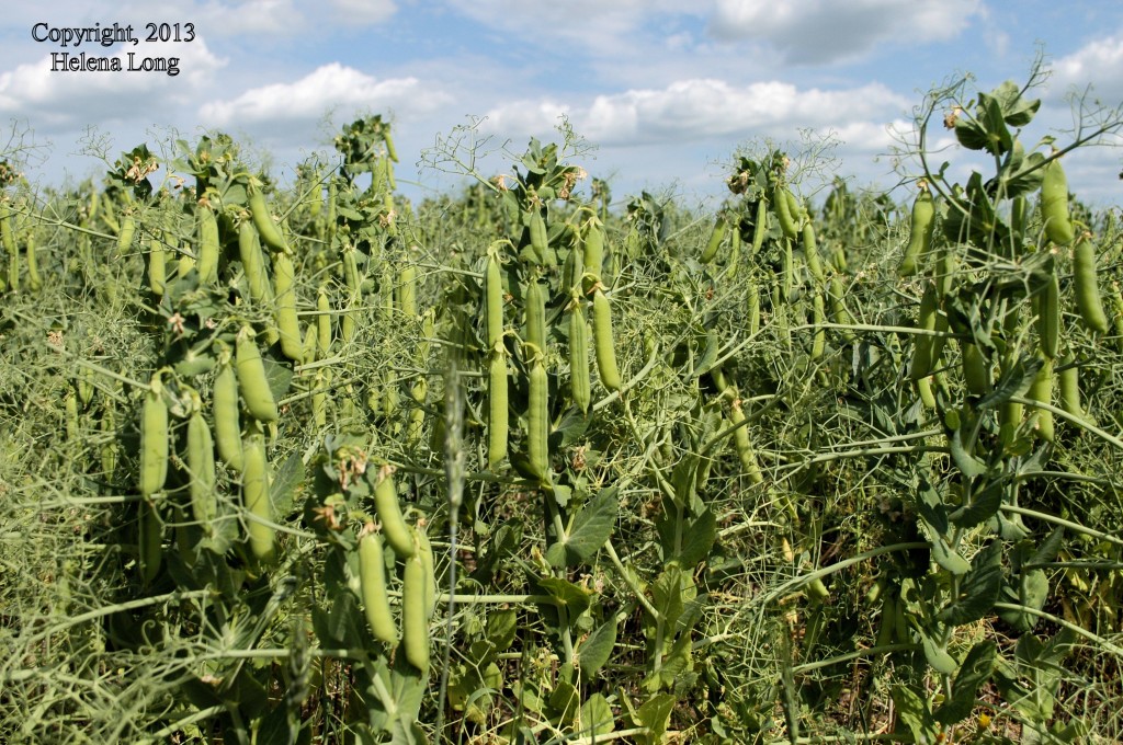 pea field