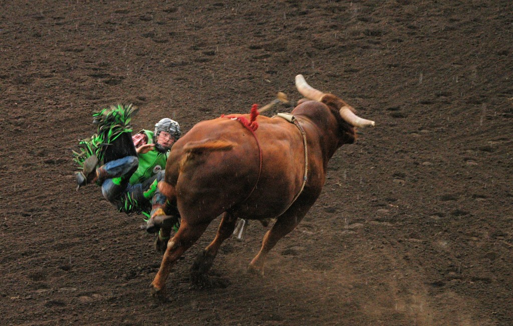 bulls day2