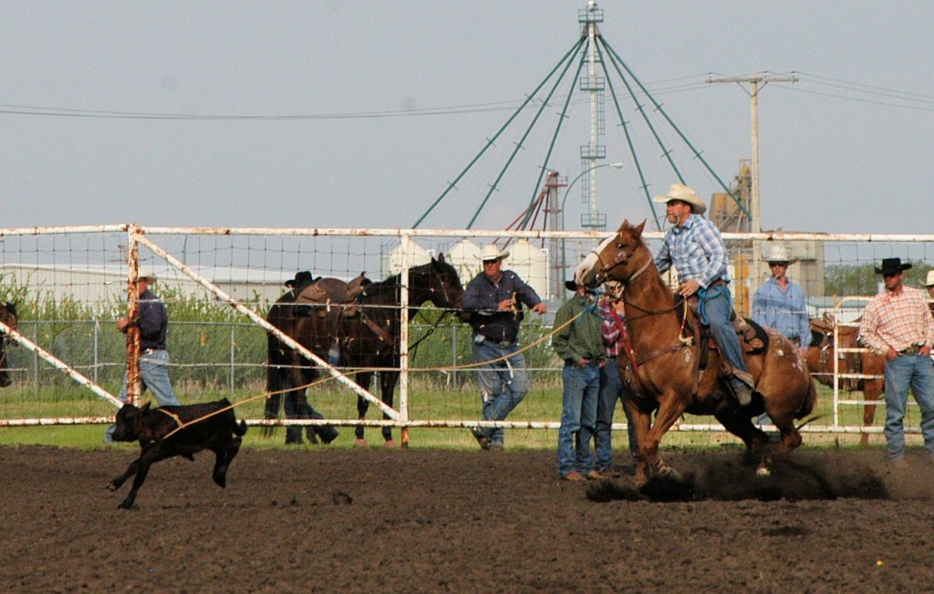 calf roping at Unity SK rodeo