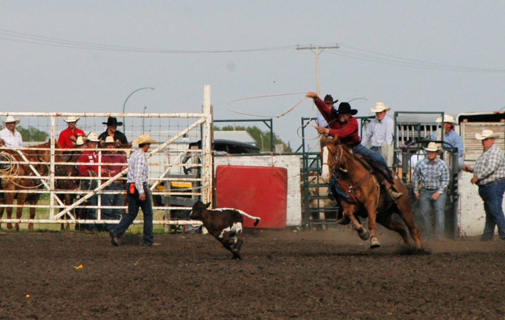 calf roping at Unity SK rodeo