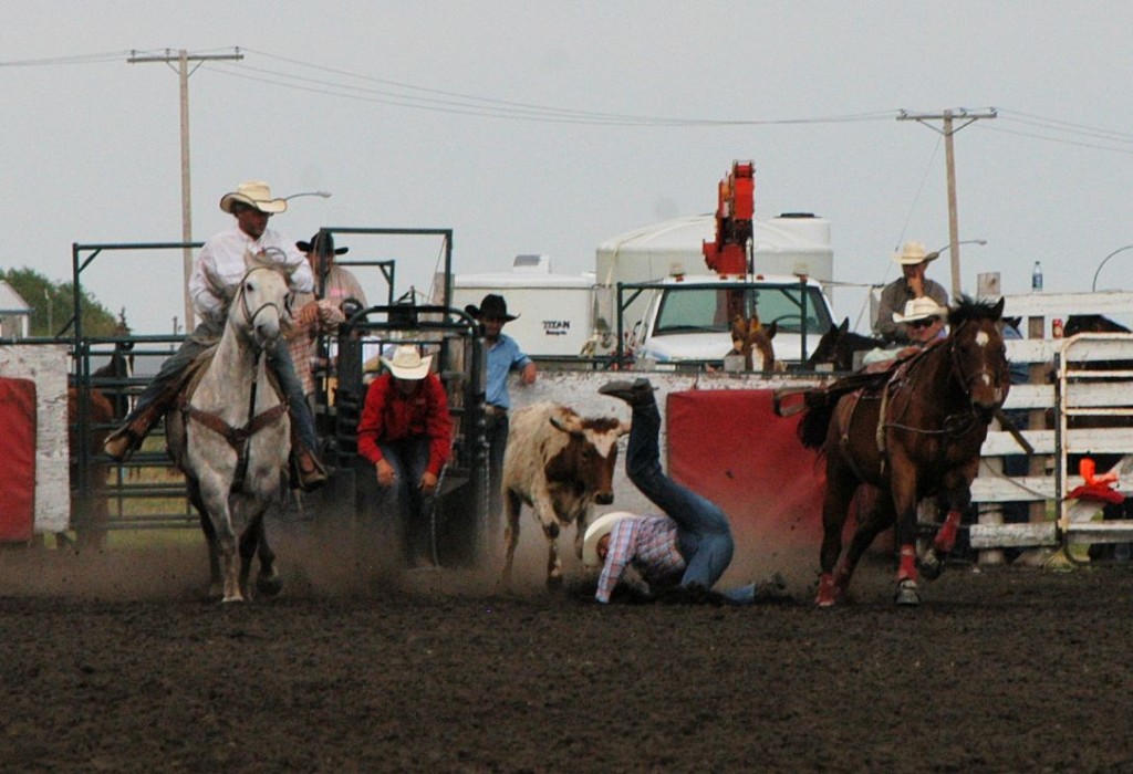 the steer that got away