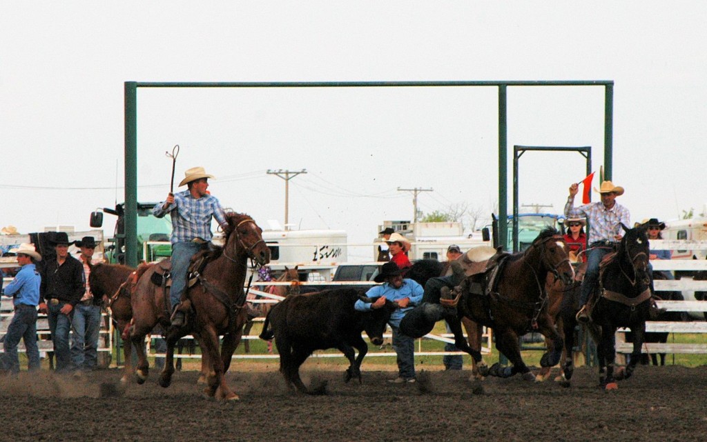 steer wrestling at Unity SK
