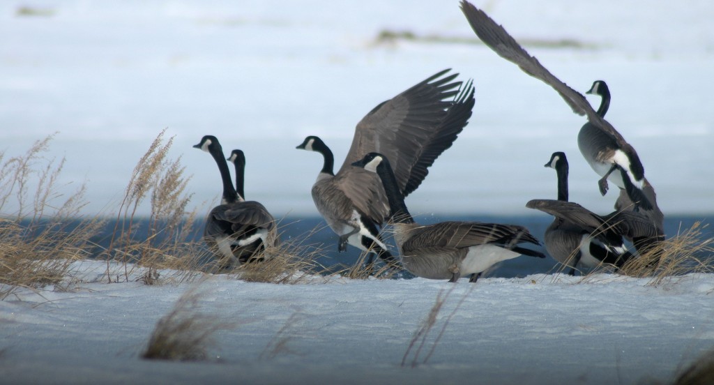 Canada geese in early spring