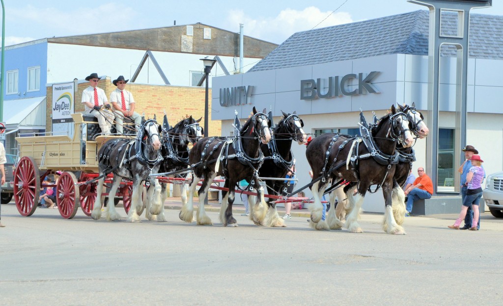 Cey Clydesdales