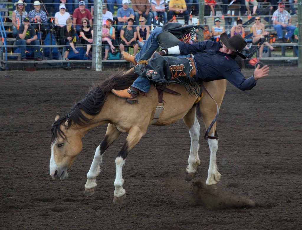 rodeo bronc