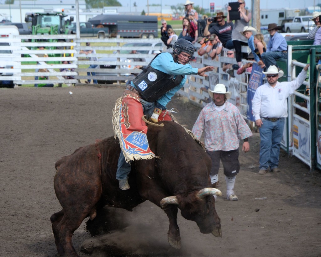 rodeo bull