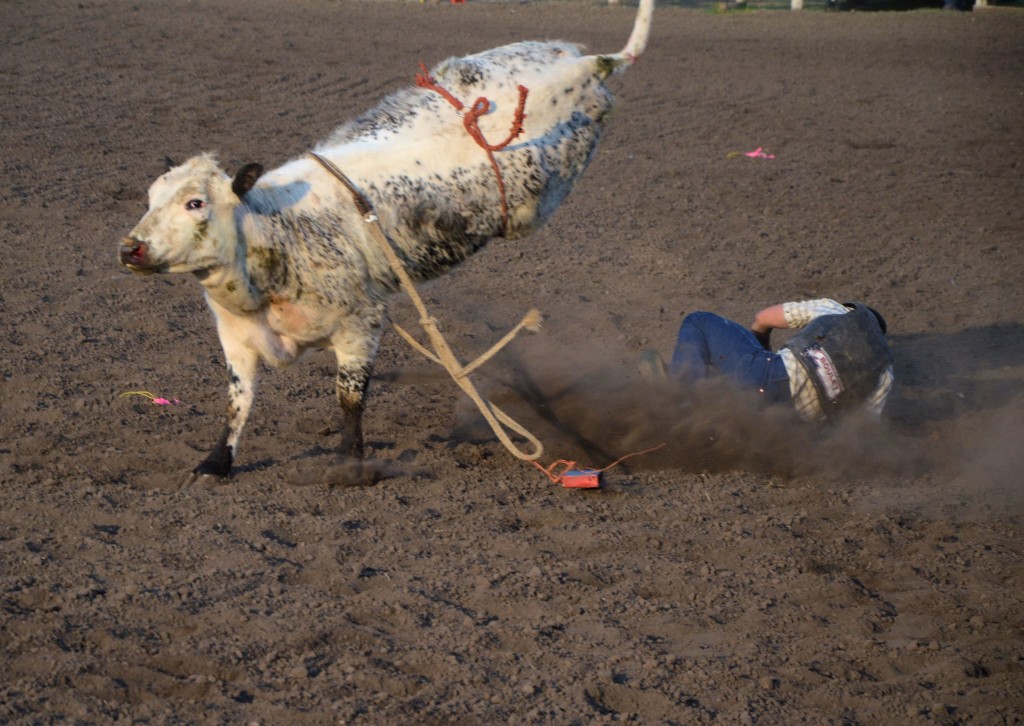 Unity Western Days, Celebrity Bull Riding