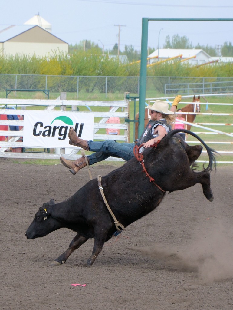 Celebrity Cow Riding at Unity SK