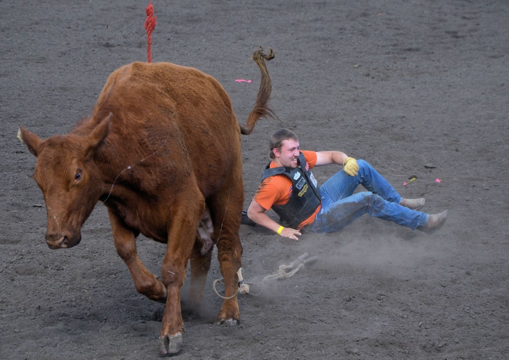 Cow 1 - Celebrity Bull Rider 0