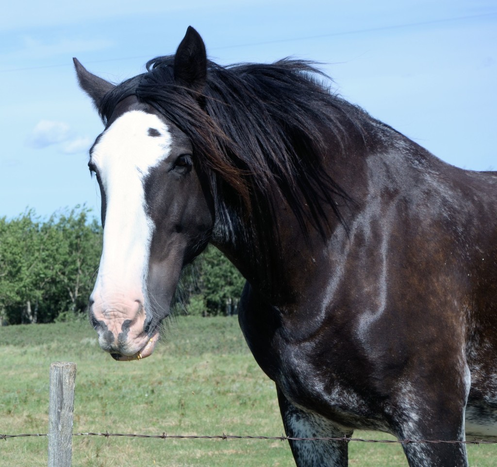 Cey Clydesdales