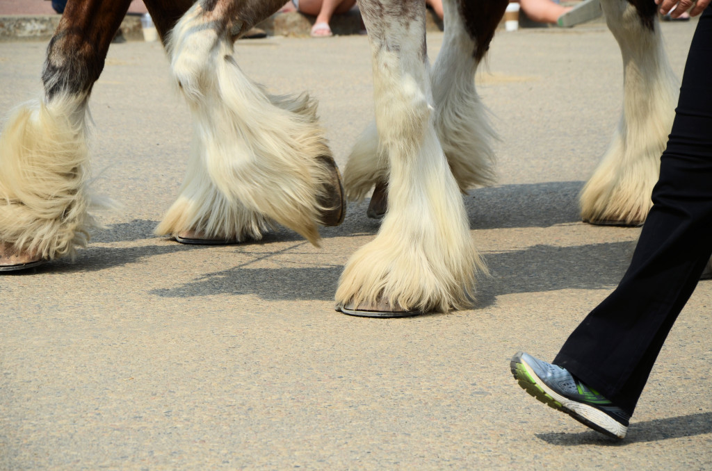 Beautiful Clyde feet!