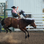 4833 bronc rider in air but on