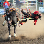 4912 bronc rider going to kiss the dirt