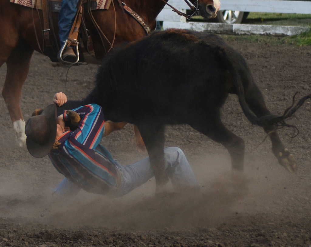 Steer wrestling at the Unity rodeo