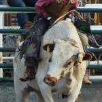 5169 steer riders