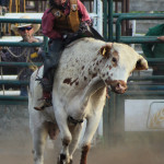 5171 steer rider