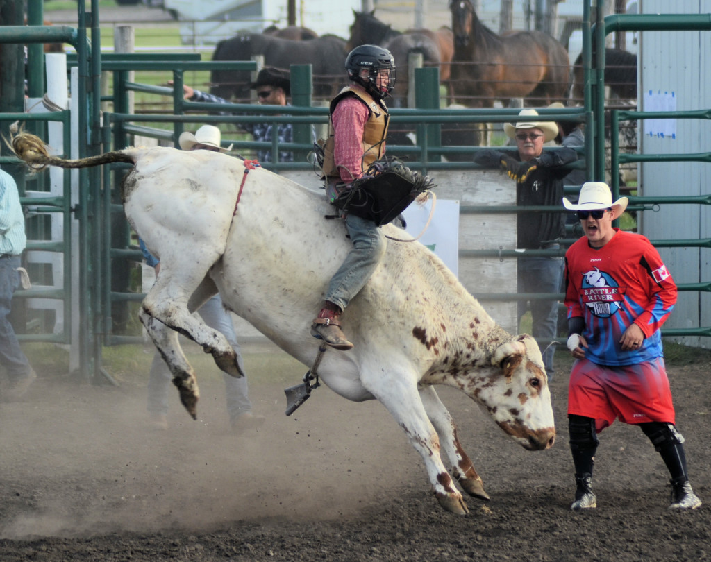 junior steer rider and bullfighter