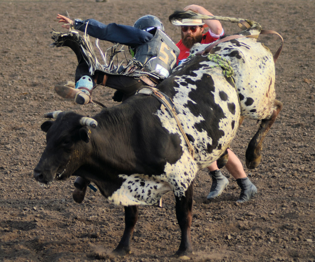 junior steer rider at Unity SK