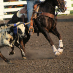 roping calves