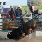 5363 getting out of the way of bull
