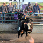 5369 bullrider