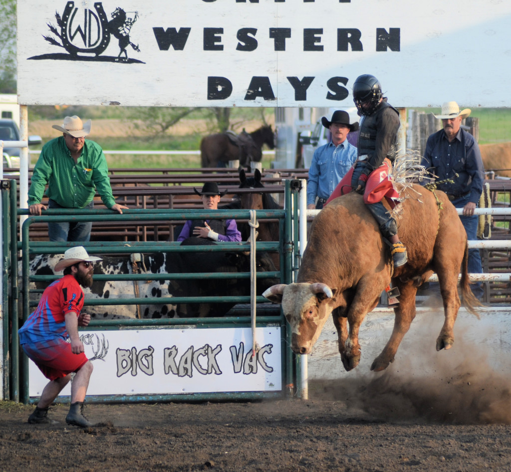 5374 bull in air with Western Days