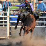 5405 out of chute bull in air