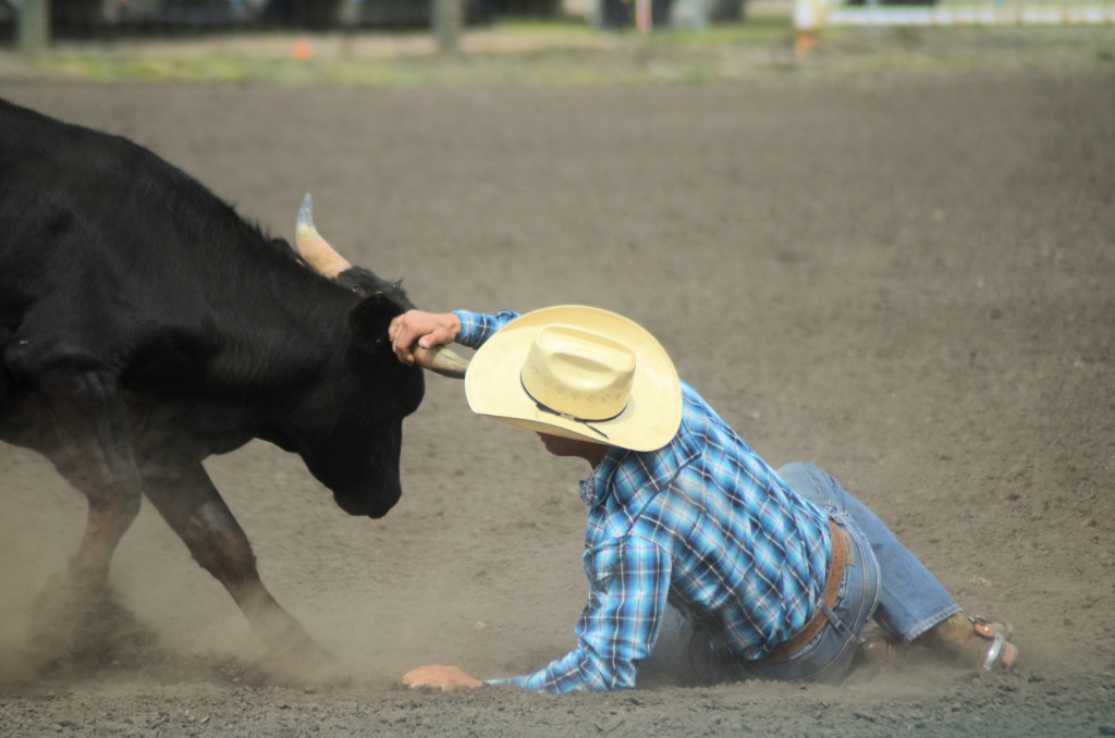 steer 1, cowboy 0