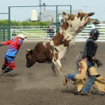 6573 bullfighting job