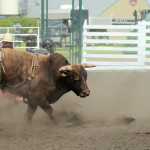 6620 bullfighters at work