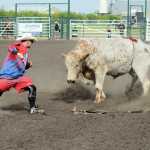 6628 bull fighter at work