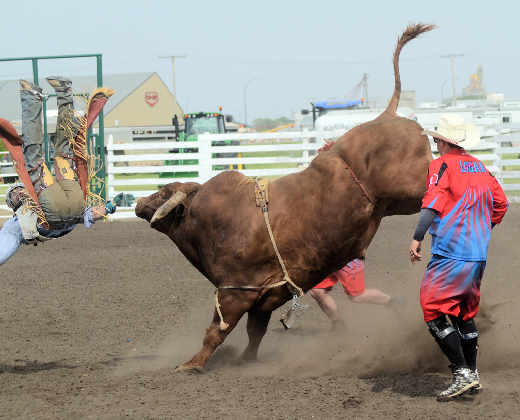 Not easy to ride a bull