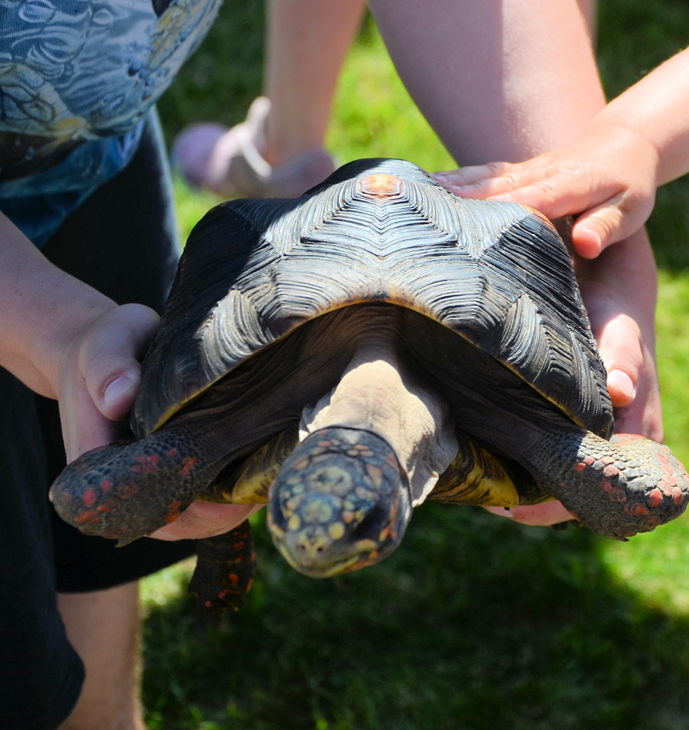 lizards, snakes, tortoise, turtle, toad, tegu